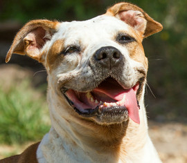 Bulloxer Dogs for adoption in Sarasota, FL, USA