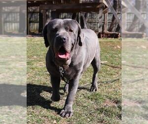 Neapolitan Mastiff Dogs for adoption in Chambersburg, PA, USA