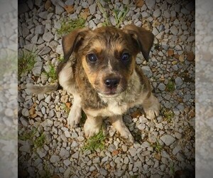 Border-Aussie Dogs for adoption in Piedmont, MO, USA