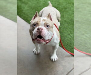 Mutt Dogs for adoption in Las Vegas, NV, USA