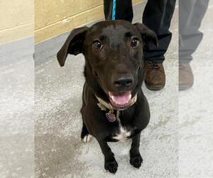 German Shepherd Dog Dogs for adoption in Tulsa, OK, USA
