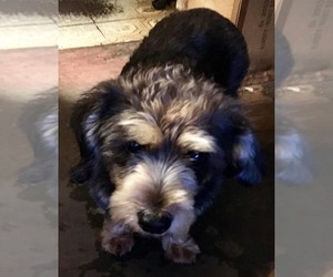 Dachshund Dogs for adoption in Marine City, MI, USA
