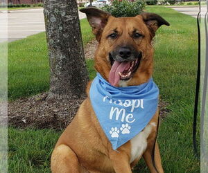 German Shepherd Dog-Unknown Mix Dogs for adoption in HOUSTON, TX, USA