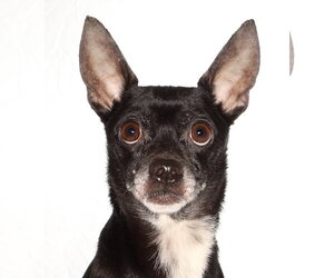 Chihuahua Dogs for adoption in Oakland Park, FL, USA