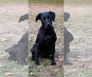 Labrador Retriever Dogs for adoption in Ocean Springs, MS, USA