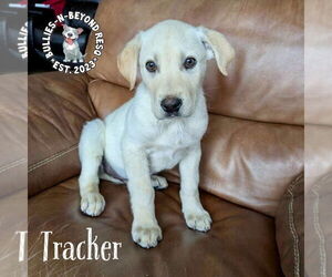 Labrador Retriever-Unknown Mix Dogs for adoption in Omaha, NE, USA
