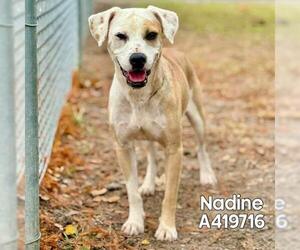 Mutt Dogs for adoption in Conroe, TX, USA