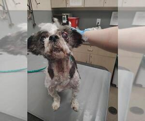 Shih Tzu-Unknown Mix Dogs for adoption in Las Vegas, NV, USA