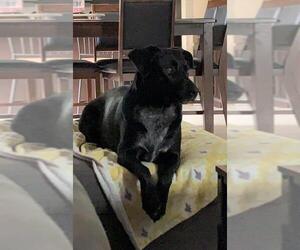 Border-Aussie Dogs for adoption in Wheaton, IL, USA