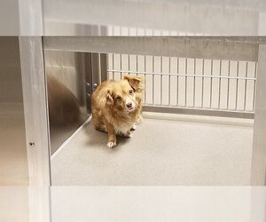 Chihuahua Dogs for adoption in Denver, CO, USA