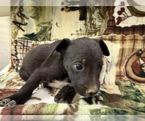 American Pit Bull Terrier-Unknown Mix Dogs for adoption in HESPERIA, CA, USA