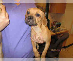 Puggle Dogs for adoption in Georgetown, TX, USA