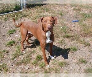 American Pit Bull Terrier-Doberman Pinscher Mix Dogs for adoption in McKinleyville, CA, USA