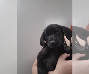 Labrador Retriever-Retriever  Mix Dogs for adoption in St. Louis Park, MN, USA