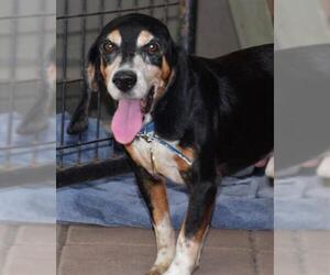 Beagle Dogs for adoption in Thibodaux, LA, USA