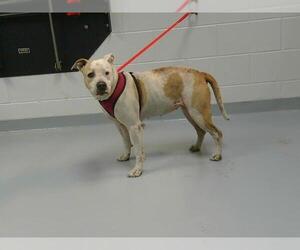 American Pit Bull Terrier Dogs for adoption in St. Cloud, FL, USA