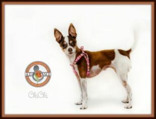 Chihuahua Dogs for adoption in Oceanside, CA, USA