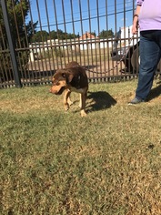 Labrottie Dogs for adoption in Wakefield, RI, USA