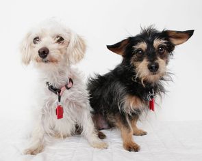 Toxirn Dogs for adoption in Eden Prairie, MN, USA