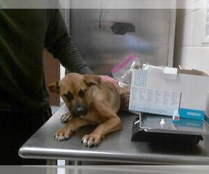 Labrador Retriever-Unknown Mix Dogs for adoption in Fayetteville, NC, USA