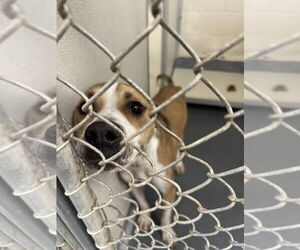 American Pit Bull Terrier Dogs for adoption in Glen Allen, VA, USA