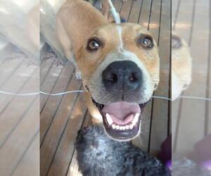 Medium Photo #1 American Pit Bull Terrier-Labrador Retriever Mix Puppy For Sale in Little Rock, AR, USA