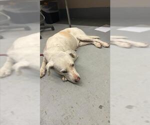 Labrador Retriever-Unknown Mix Dogs for adoption in Corpus Christi, TX, USA