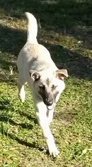 Anatolian Shepherd Dogs for adoption in Sanford, FL, USA