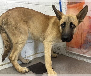 German Shepherd Dog-Unknown Mix Dogs for adoption in San Bernardino, CA, USA