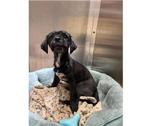 Havanese Dogs for adoption in Denver, CO, USA