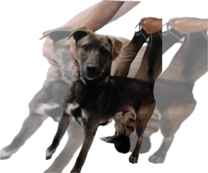 Huskies -Unknown Mix Dogs for adoption in The Woodlands, TX, USA