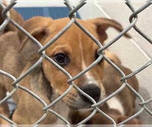 Labrador Retriever-Unknown Mix Dogs for adoption in Olathe, KS, USA