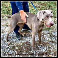 Weimaraner Dogs for adoption in Denison, TX, USA