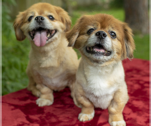 Tibetan Spaniel Dogs for adoption in Santa Fe, TX, USA