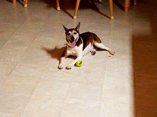 Rat Terrier Dogs for adoption in Indianapolis, IN, USA