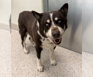 Alaskan Malamute Dogs for adoption in Brighton, CO, USA
