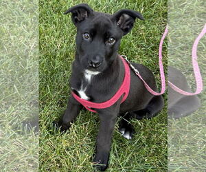 Australian Shepherd-Unknown Mix Dogs for adoption in Polson, MT, USA