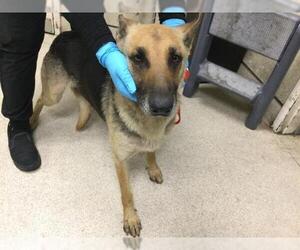 German Shepherd Dog-Unknown Mix Dogs for adoption in Riverside, CA, USA