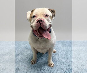 American Bulldog Dogs for adoption in Spring Lake, NJ, USA