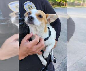 Chihuahua Dogs for adoption in San Antonio, TX, USA