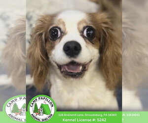 Cavalier King Charles Spaniel Dogs for adoption in Stroudsburg, PA, USA