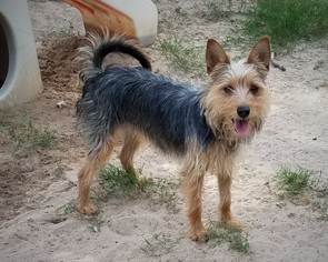 Australian Terrier Dogs for adoption in San Antonio, TX, USA