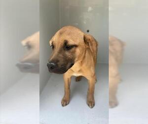 Golden Retriever-Unknown Mix Dogs for adoption in Houston, TX, USA