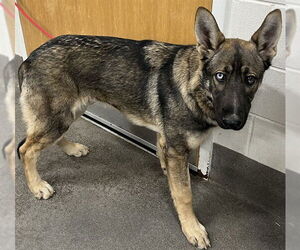 German Shepherd Dog-Unknown Mix Dogs for adoption in Forestville, MD, USA