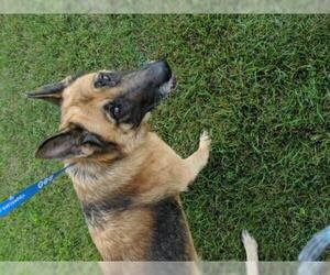German Shepherd Dog Dogs for adoption in Standish, MI, USA