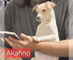 Chihuahua-Unknown Mix Dogs for adoption in Minneapolis, MN, USA
