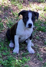 Medium Photo #1 Boston Terrier-Unknown Mix Puppy For Sale in Texarkana, TX, USA