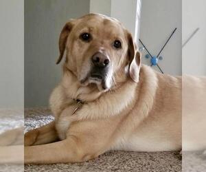 Pembroke Welsh Corgi-Unknown Mix Dogs for adoption in aurora, IL, USA