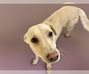 Huskies -Unknown Mix Dogs for adoption in Tulsa, OK, USA