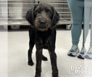 Labrador Retriever-Unknown Mix Dogs for adoption in Washington, DC, USA